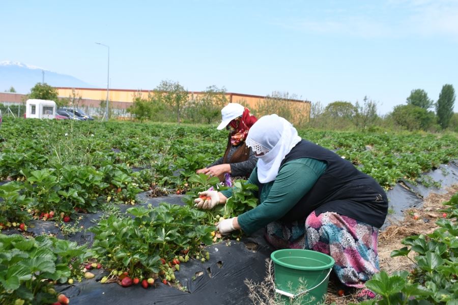 İLK ÇİLEK HASADINI BAŞKAN TABAN YAPTI