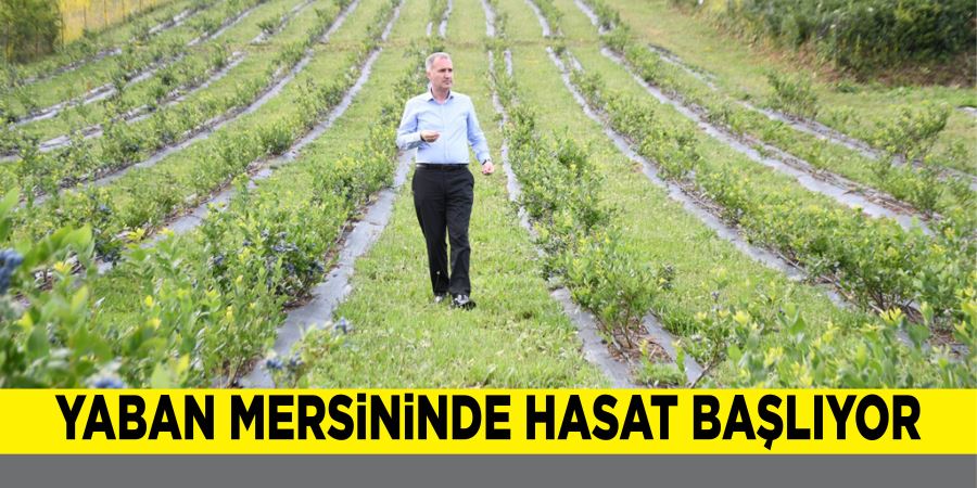 YABAN MERSiNiNDE HASAT BAŞLIYOR