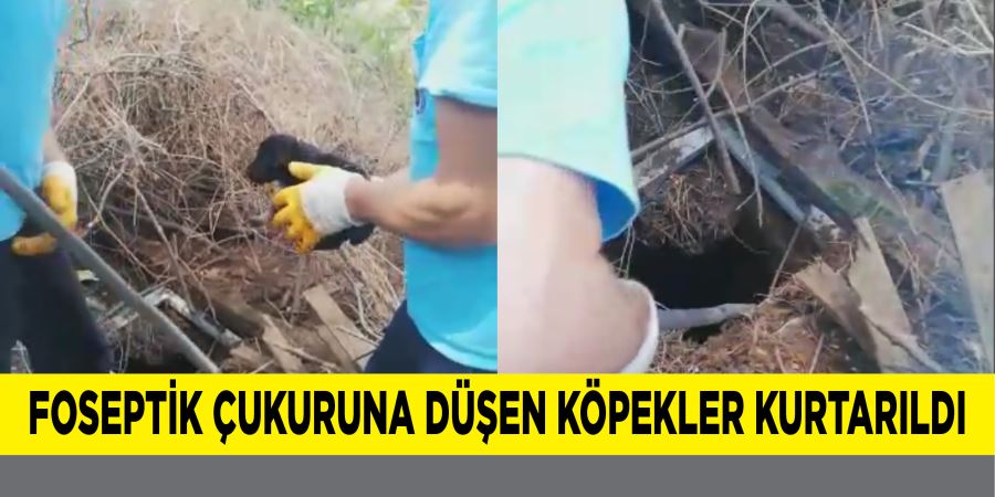 FOSEPTİK ÇUKURUNA DÜŞEN KÖPEKLER KURTARILDI