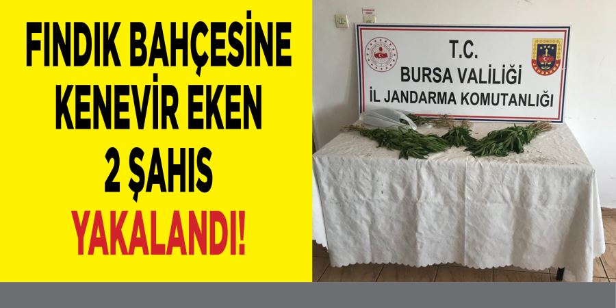 FINDIK BAHÇESİNE KENEVİR EKEN 2 ŞAHIS YAKALANDI! 
